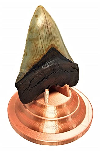 Image of Beautiful 3D Printed Megalodon Shark Tooth Display Stand with a 4-5 /8 inch Round Base (Silk Copper)