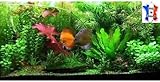 Lot plantes vivantes aquarium de 60 Plantes en 9 variétés à racines et tiges + 3 clado gratuites