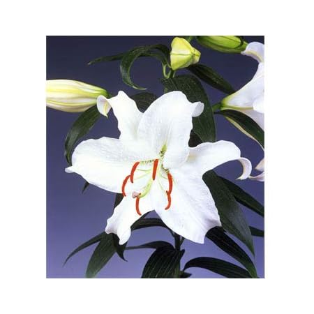 Amazon カサブランカ 大球 3球入 球根 Amazon カサブランカ 大球 3球入 球根