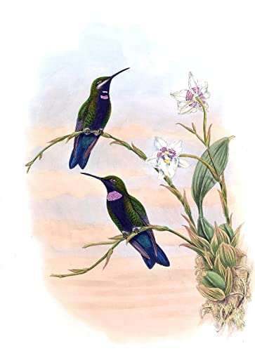 Poster animal oiseau vintage John Gould - Poster art mural 60x90 cm