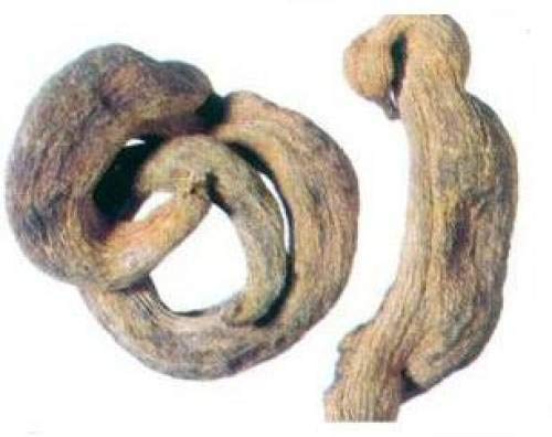Graines Pistacia integerrima Kakrasingi pour embellir votre jardin d'ornement
