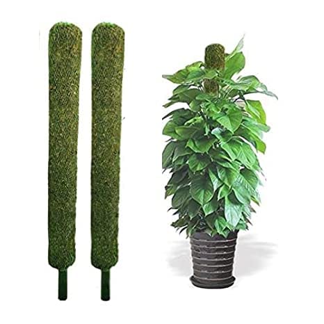moss stick　sw58 HN Organics Moss Stick 3 FT / 91 cm | Moss Pole | Plant Support
