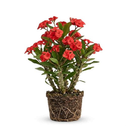 Red Euphorbia Milii Live Plant | Crown of Thorns Houseplant | 4 to 8 Inch Tall Easy to Grow Indoor or Outdoor Decorative Plant Patio Garden Home Office