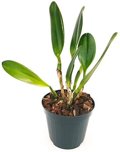 Cattleya - Planta joven, planta real Cover