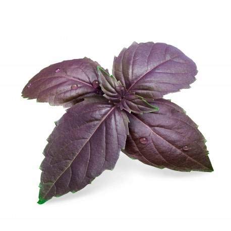Purple Basil Seeds, Basil Purple Plant seed (pack of 40-50 Seeds)-image-29