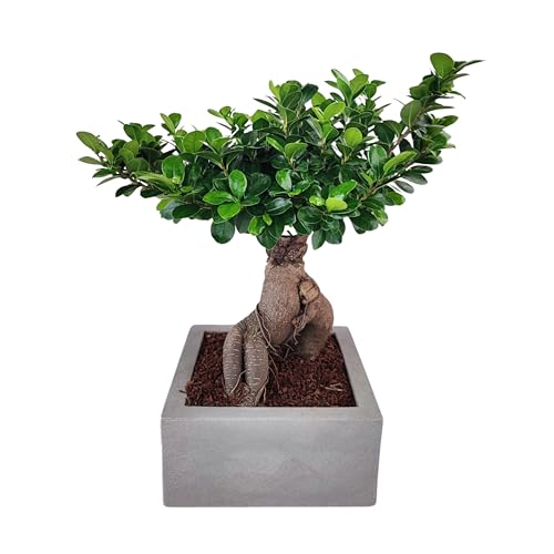 🌿 Bonsai Ficus Ginseng con Vaso in Resina e Riserva d’Acqua: Questo bonsai autentico, con un’altezza di 50 cm, è collocato in un vaso moderno in resina di alta qualità, con un pratico sistema di riserva d’acqua che aiuta a mantenere la pianta sana e idratata anche con poca manutenzione.