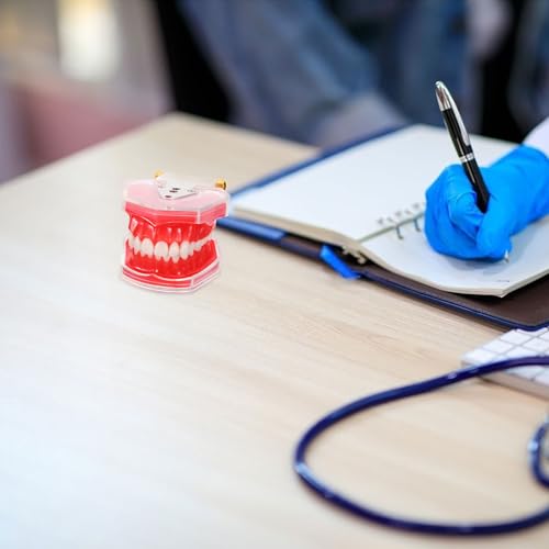 Modèle de dents en résine de qualité supérieure pour étude - 7