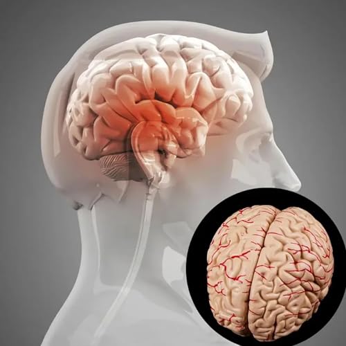 Modèle d'anatomie cérébrale précis et sûr pour laboratoire de sciences - 5