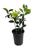 Meyer Lemon Tree+Certificate-Fruiting Size-6' Pot -No Ship to Tx,Fl,Az,Ca,La,Hi