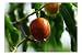 Ziziphus mauritiana BER Tree 8 Seeds Hard to find Jujube Small Evergreen Fragrant White Flowers Drought Tolerant Container or Standard