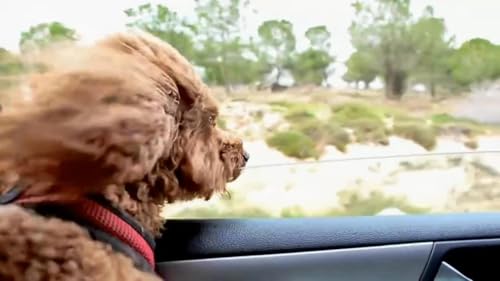 Joe Versus the World