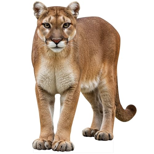 Image of Cougar 5FT Life Size Cardboard Cutout Fun Animal Standup, 1 PC | Fun Animal Standup Cougar, for Party Decor, Events, Birthday Celebrations, Photo Backdrops, and Holiday Parties