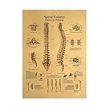 Supkancl Menschliche Anatomie Poster Körperstruktur 