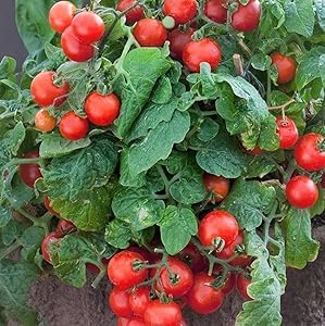 Sumit Greenery Tomato (Tamatar) Vegetable Live Plant - Perfect for Your Garden (Pack of 1) (B0BQVLMGLC) Amazon Price History, Amazon Price Tracker