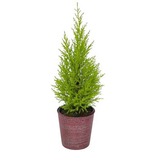 Miniature Festive Lemon Cypress Tree with Decorative 4.25" Pot Cover, Live Plant Gift for Holidays, Easy Care Live Houseplants for The Holidays by Plants for Pets