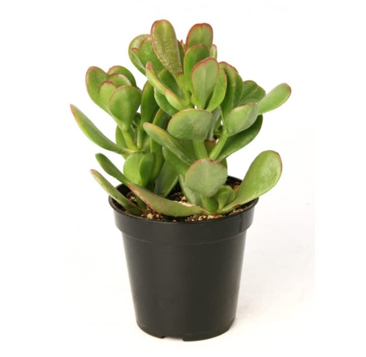 Balbasaur Original Crassula Ovata Plant (good luck vastu plant) (B0BGDFZP5X) Amazon Price History, Amazon Price Tracker