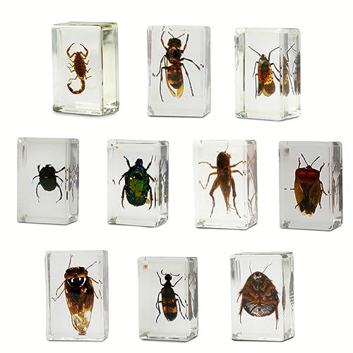 Geoworld 10 Insect Specimens Set - Real Beetles, Scorpions, Crickets in Resin with Magnifying Glass & Booklet - Great for Science Projects - Kids Scientific Educational Toy - Thumbnail 2