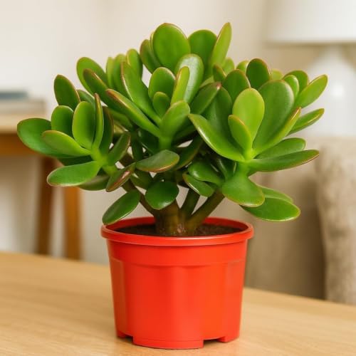 Image of Original Kuberakshi Jade Plant (Crassula Ovata) with Pot | Lucky Money Plant Indoor Succulent | Vastu Feng Shui Good Luck Tree for Home Office Decor | Easy Care Live Plant Pack of 1