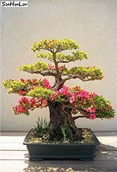 100 PC/Beutel 24 Arten Japan Azalea Rhododendron Pflanze Indoor Mini Bonsai  Blume Sieht aus wie Sakura Cherry Blooms Bonsai Topf Pla: 19- : Amazon.de:  Garten