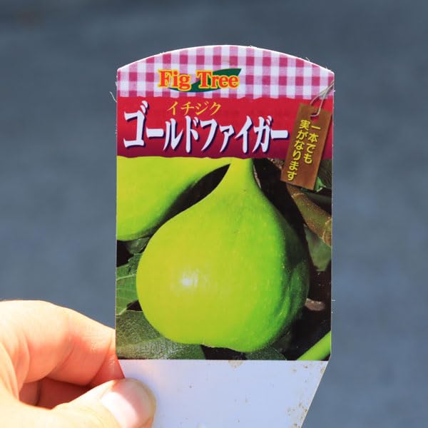 イチジク　ゴールドフィグ　実付き特大苗　果樹 イチジク ゴールドフィグ 実付き特大苗 果樹 イチジク ゴールド