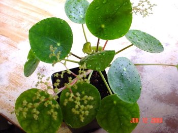Amazon Com Chinese Money Plant Patio Lawn Garden