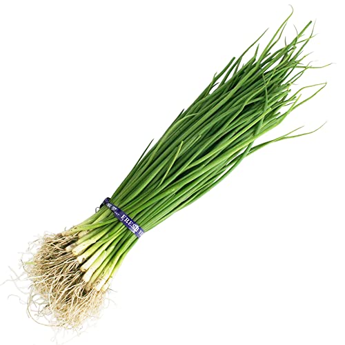 タマネギ ネオアース 中晩生 野菜苗 50本 岡山県産 たまねぎ苗 フラワーブルームの苗のサムネイル