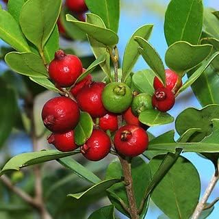Cloud Farm Rear Exotic Red Strawberry Guava_ Cherry Guava_Amrud Plant "Special Variety"(Fruit After 6 Month), CF_GN_132 (B0DDXGB9QB) Amazon Price History, Amazon Price Tracker