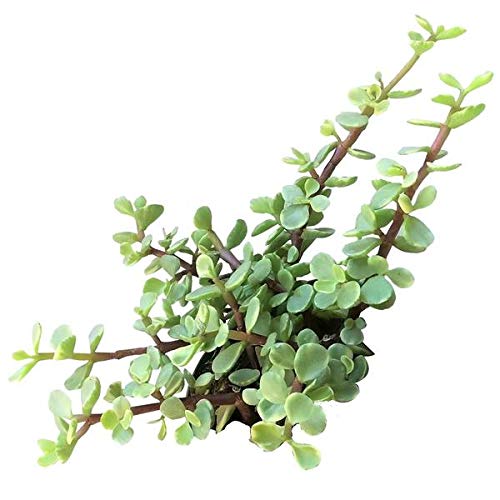 Variegated Elephant Bush | Portulacaria afra Succulent Live Plant | Unique Succulent Gift Decoration...