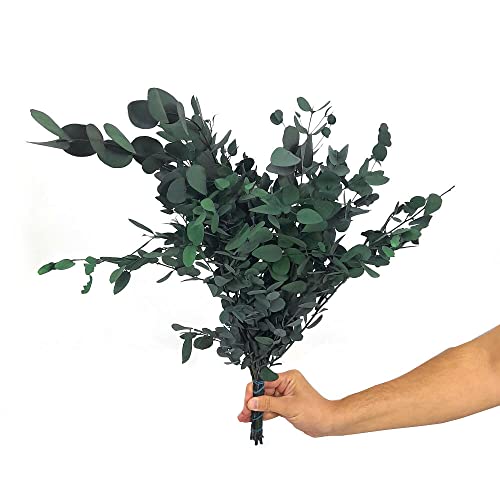 Mundo Eterno EUCALIPTO GUNNII Natural PRESERVADO Color Verde - Hojas SECAS Verdes para DECORACIÓN Floral Cover