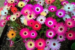 E Garden Mesembryanthemum Heavens Mix Italian 25 Seeds (B00NDV6F84) Amazon Price History, Amazon Price Tracker