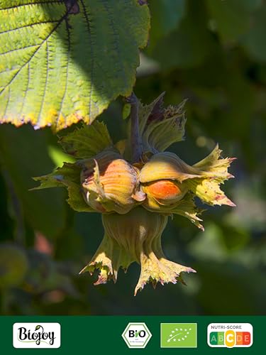 Biojoy BIO-Haselnüsse ohne Schale (1 kg), ganz und ungesalzen, Haselnusskerne ohne Zusätze