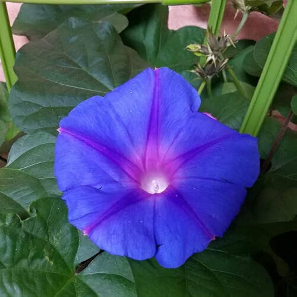 Amazon.co.jp: 宿根朝顔（あさがお） ブルー 6号鉢行灯仕立て 蕾も