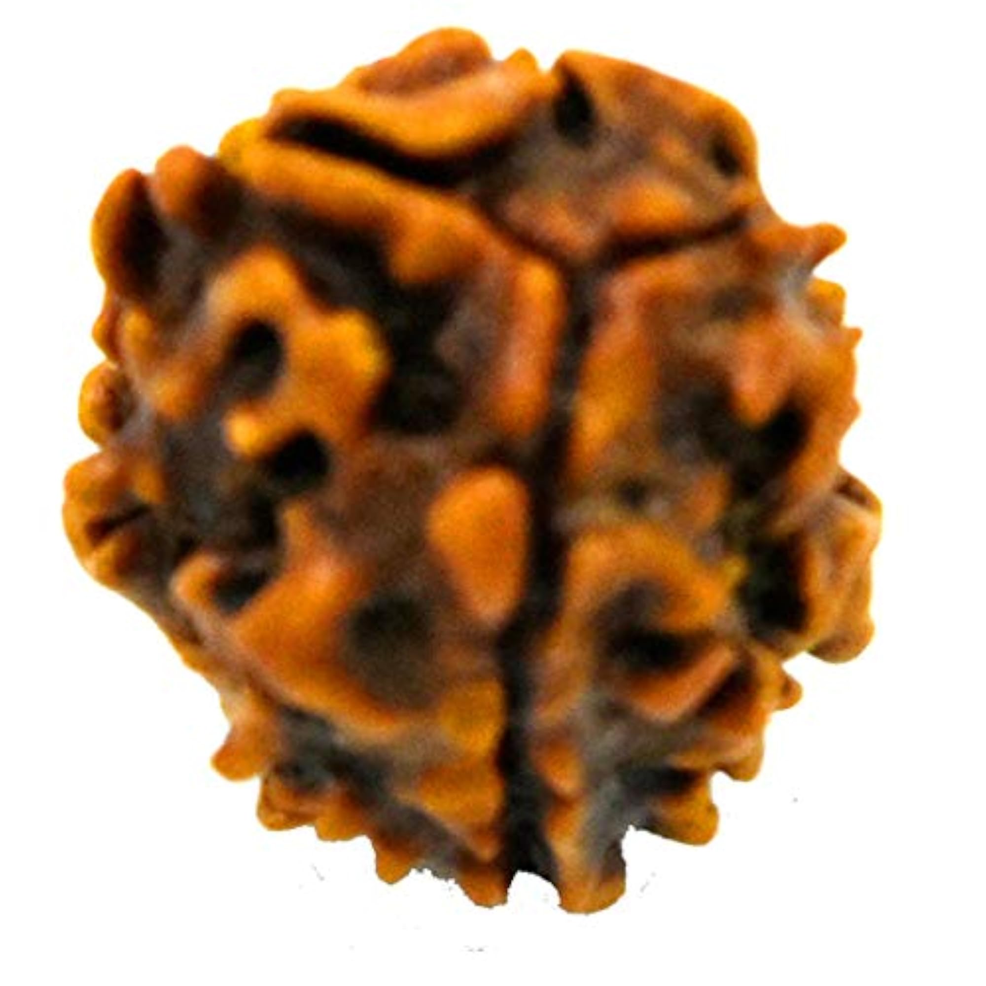 Natural Three Mukhi Rudraksha Bead with Lab Certificate, Spiritual Gift