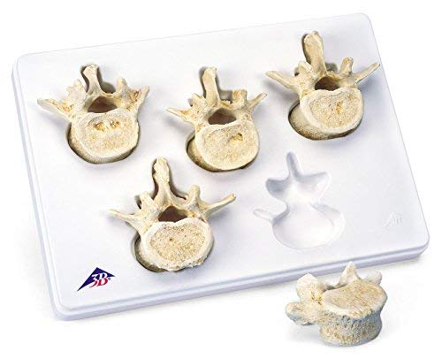 3B Scientific Menschliche Anatomie - Set mit 5 Lendenwirbeln + kostenlose Anatomie App - 3B Smart Anatomy