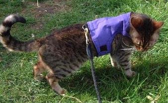 Mynwood Cat Jacket/Harness Purple Kitten Up To 8Month #TOP1
