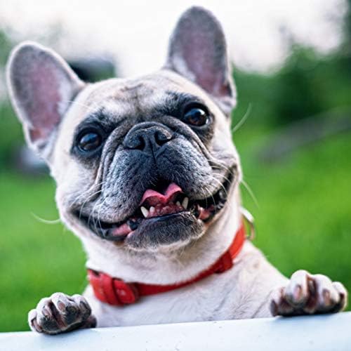 WEE FREE 5 Ltr Artificial Grass Cleaner and Pet Odour Eliminator for Dog Urine - Disinfectant, Neutraliser and Deodoriser for Dog Wee on Astro Turf and Fake Lawns. Safe for Dogs and Animals.