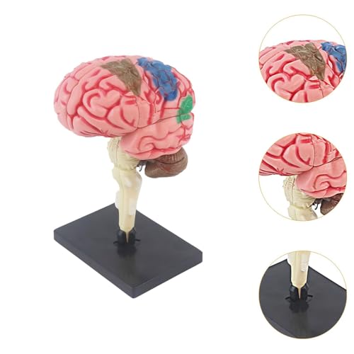 simhoa Modelo de cérebro humano 4D desmontado anatomicamente modelo de mesa figura para estudo