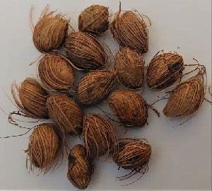 EasySeeds™ Dypsis lutescens, Golden cane palm, Areca palm, Yellow palm, Butterfly palm, or bamboo palm, Ornamental Tree seeds (B0BZFM14HB) Amazon Price History, Amazon Price Tracker
