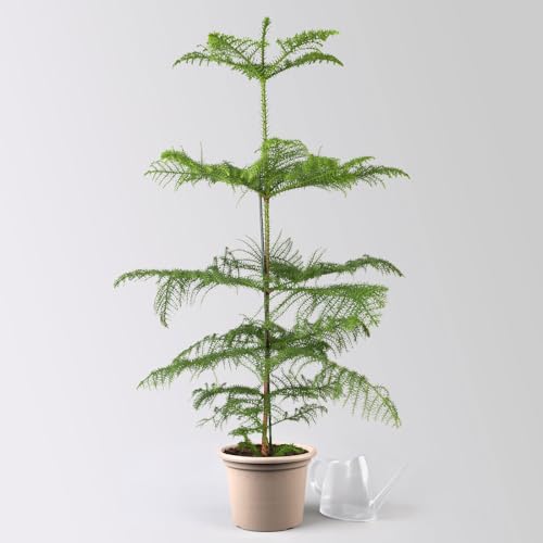 Zimmertanne, Topf-Ø 21 cm