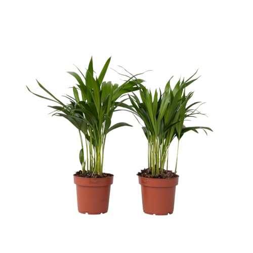Plant in a Box - Dypsis L...