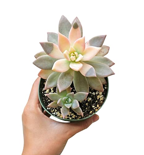 Variegated Ghost Plant Rare Succulent (2 Inch) | Live Healthy Unique Fully Rooted Succulents For Home Office Decoration #TOP3