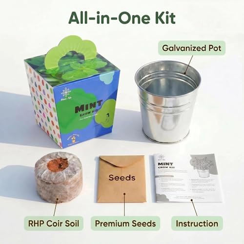 Kit de plantation de menthe pour thé frais au jardin d'intérieur