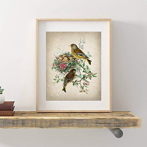 Affiche verdier art mural oiseau botanique 50x70cm pour salon