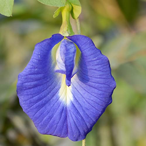 Butterfly Pea Clitoria ternatea Blue Pea Tender Perennial Tropical Climber Blue Blooms Easy to Grow Your Own Indoor Outdoor Garden Flower Plants (Approx. 20 Seeds) by Thompson and Morgan