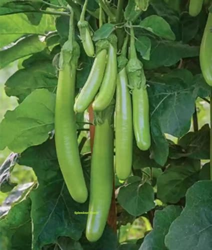 Brinjal Green Long Seeds