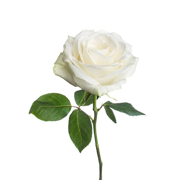 Rose Flower Seeds For Home Lawn Garden - 20 Seeds Eco Pack (White) (B09SDYJNMC) Amazon Price History, Amazon Price Tracker