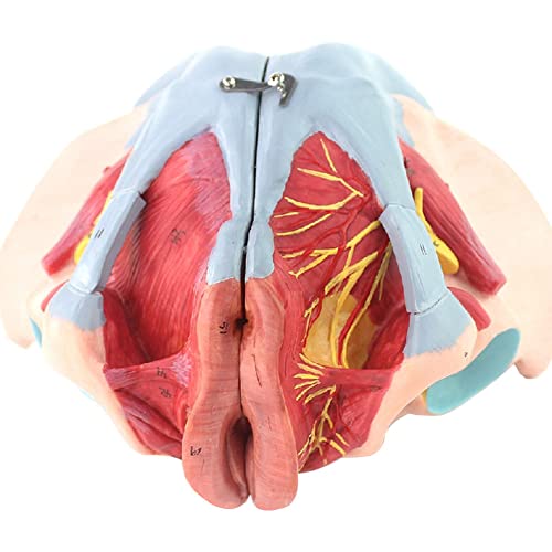 Modelo De Esqueleto De Pelvis Femenina, Modelo De Anatomía Médica Científica, Piezas Extraíbles, Modelo De Perineo, Tamaño Natural Con Músculos Del Suelo Pélvico Coloreados Para La Práctica De Enferm