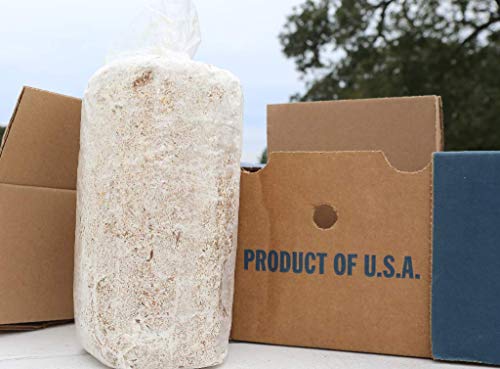 Oyster Mushroom Growing Kit Log Organic Non-GMO 3 lbs Log by Dave Mushroom Farm - Grow Your own Delicious Organic Oyster Mushrooms at Home. Edible and Gourmet Mushroom. Gift