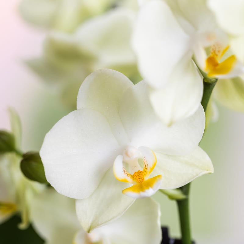 Orquídea Lausana blanca de 9 cm de diámetro, 2 orquídeas – Maceta blanca Diabolo Twin White – Orquídeas en flor exuberante arreglo para alféizar de ventana y mesa – Regalo elegante para el hogar