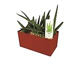DuneCraft PW-0110 Indespensible Aloe